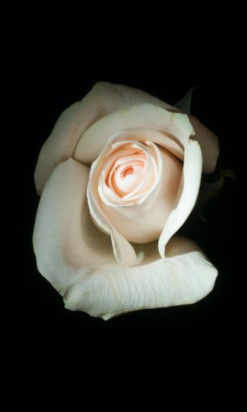 white rose, on black background, macro Wallpaper 1200x2000
