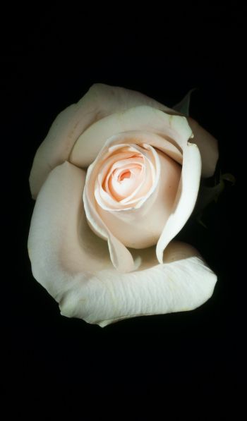 Обои 600x1024 белая роза, на черном фоне, макро