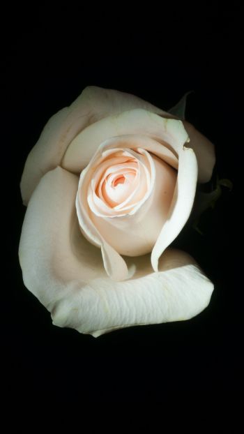 Обои 1440x2560 белая роза, на черном фоне, макро