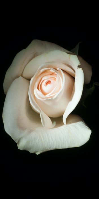 Обои 720x1440 белая роза, на черном фоне, макро