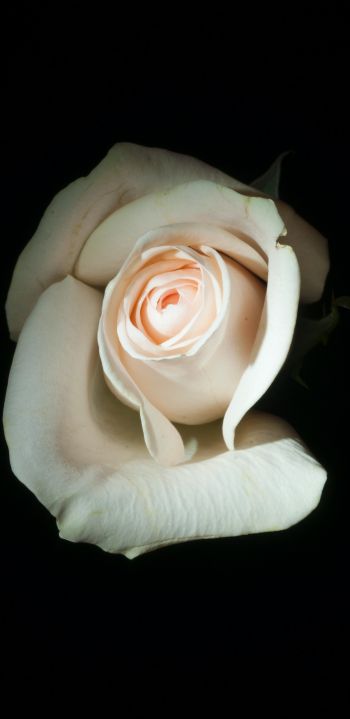 Обои 1080x2220 белая роза, на черном фоне, макро