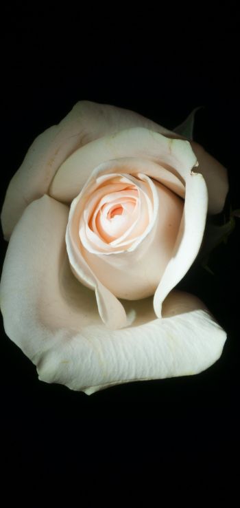 Обои 1080x2280 белая роза, на черном фоне, макро