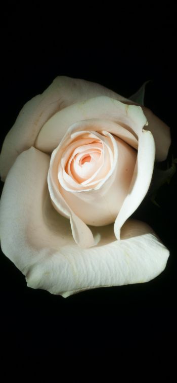 Обои 828x1792 белая роза, на черном фоне, макро