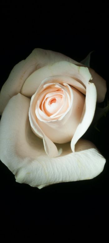 white rose, on black background, macro Wallpaper 720x1600