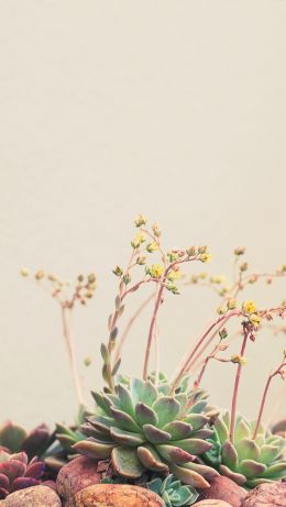 flower arrangement, beige, minimalism Wallpaper 640x1136