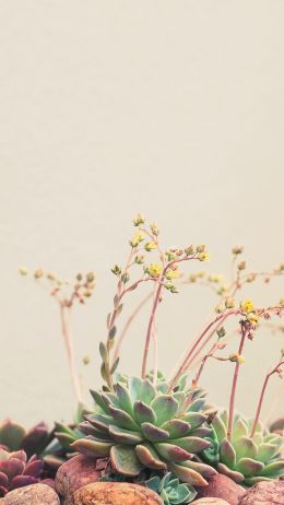 flower arrangement, beige, minimalism Wallpaper 720x1280