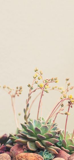 flower arrangement, beige, minimalism Wallpaper 1242x2688