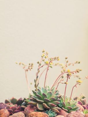 flower arrangement, beige, minimalism Wallpaper 2048x2732