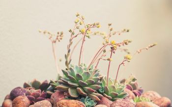 flower arrangement, beige, minimalism Wallpaper 2560x1600
