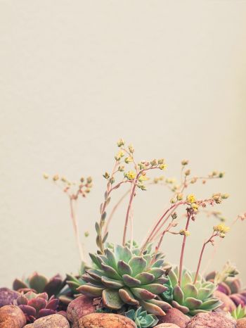 flower arrangement, beige, minimalism Wallpaper 1668x2224