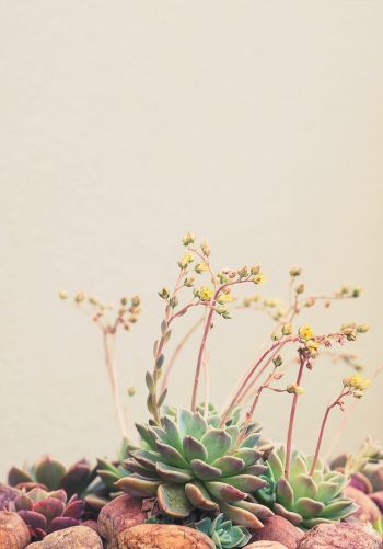 flower arrangement, beige, minimalism Wallpaper 1668x2388