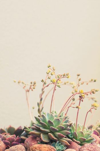 flower arrangement, beige, minimalism Wallpaper 640x960
