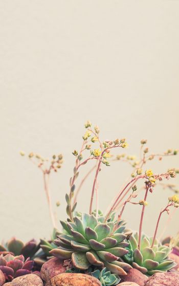 flower arrangement, beige, minimalism Wallpaper 1752x2800