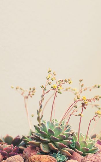 flower arrangement, beige, minimalism Wallpaper 1600x2560