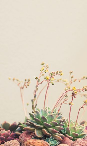 flower arrangement, beige, minimalism Wallpaper 1200x2000