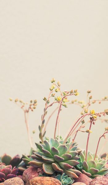 flower arrangement, beige, minimalism Wallpaper 600x1024