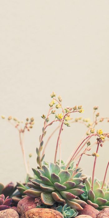 flower arrangement, beige, minimalism Wallpaper 720x1440