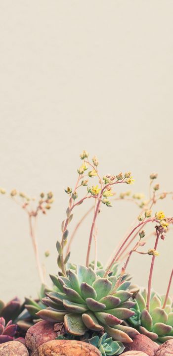 flower arrangement, beige, minimalism Wallpaper 1440x2960