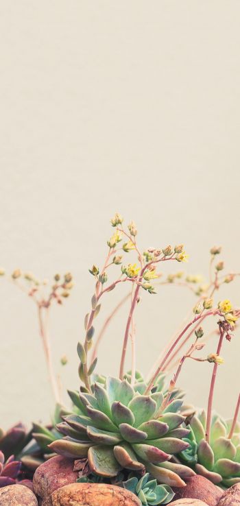 flower arrangement, beige, minimalism Wallpaper 1440x3040