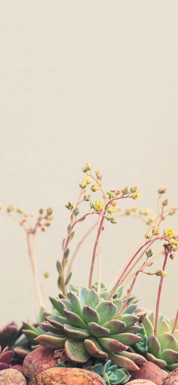 flower arrangement, beige, minimalism Wallpaper 1242x2688
