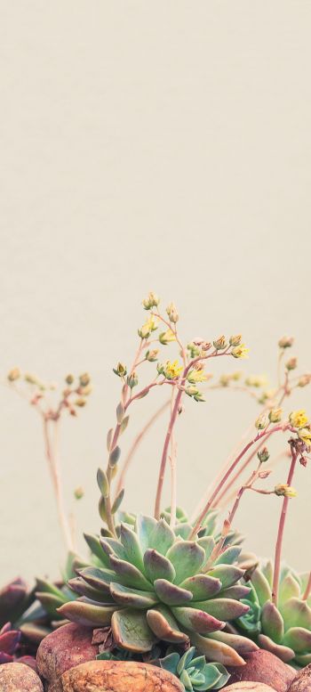 flower arrangement, beige, minimalism Wallpaper 1080x2400