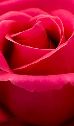 red rose, macro, petals Wallpaper 600x1024