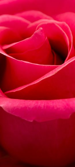 red rose, macro, petals Wallpaper 1080x2400