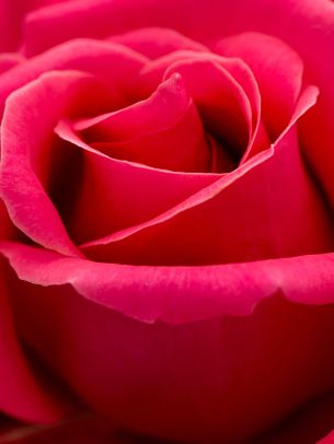 red rose, macro, petals Wallpaper 1536x2048