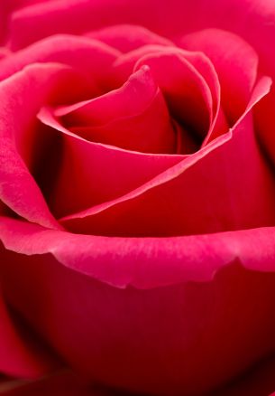 red rose, macro, petals Wallpaper 1640x2360