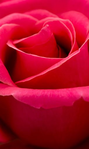 red rose, macro, petals Wallpaper 1200x2000