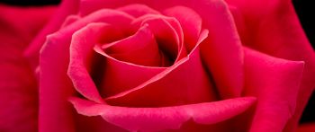 red rose, macro, petals Wallpaper 2560x1080