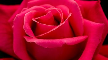 Обои 2560x1440 красная роза, макро, лепестки