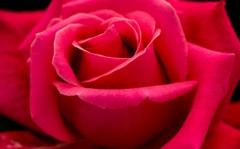 Обои 2560x1600 красная роза, макро, лепестки