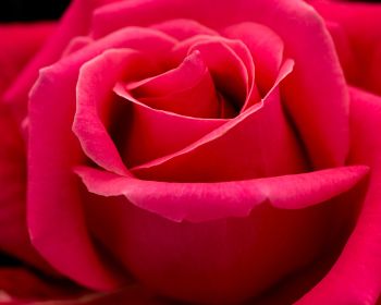 red rose, macro, petals Wallpaper 1280x1024