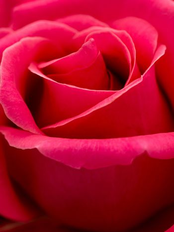 red rose, macro, petals Wallpaper 1668x2224