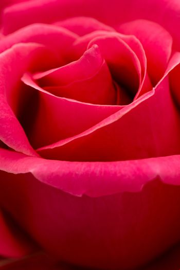 Обои 640x960 красная роза, макро, лепестки