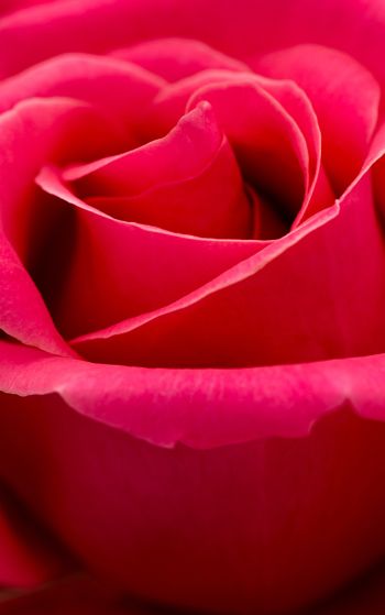 red rose, macro, petals Wallpaper 1752x2800