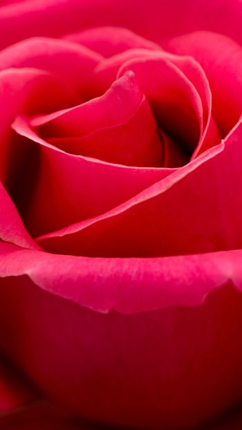 Обои 1080x1920 красная роза, макро, лепестки