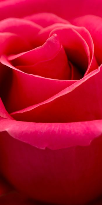 Обои 720x1440 красная роза, макро, лепестки