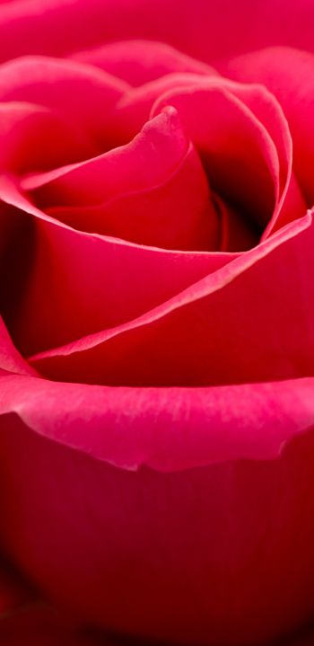 Обои 1080x2220 красная роза, макро, лепестки