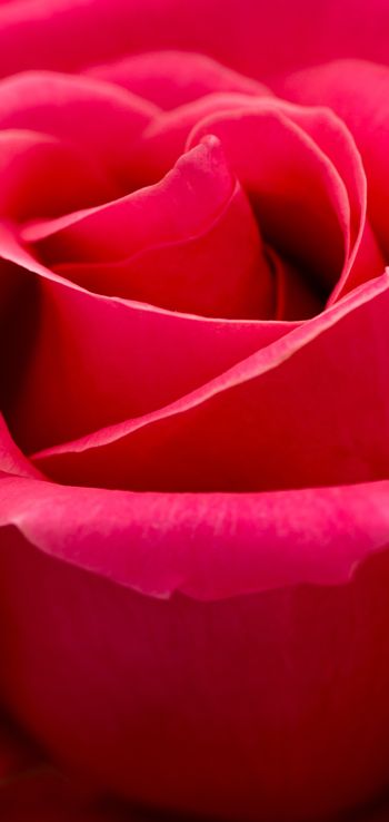 Обои 1080x2280 красная роза, макро, лепестки