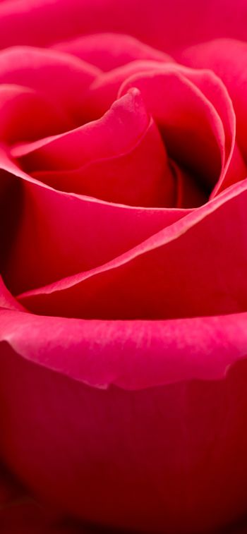 Обои 828x1792 красная роза, макро, лепестки
