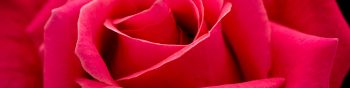 Обои 1590x400 красная роза, макро, лепестки