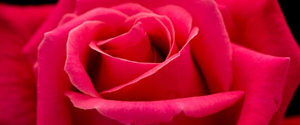 red rose, macro, petals Wallpaper 3440x1440