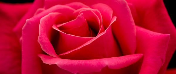 red rose, macro, petals Wallpaper 2560x1080