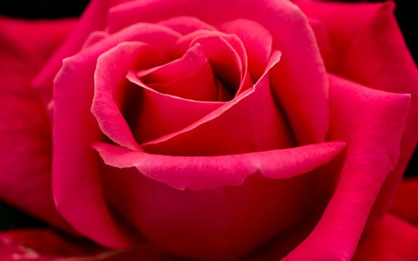 red rose, macro, petals Wallpaper 1920x1200