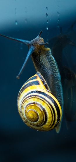 snail, blue, macro Wallpaper 1440x3040