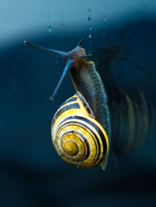 snail, blue, macro Wallpaper 1668x2224