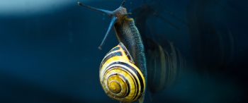 snail, blue, macro Wallpaper 3440x1440