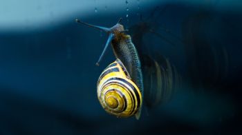 snail, blue, macro Wallpaper 1366x768